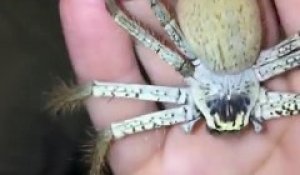 Cette araignée Huntsman tisse sa toile dans la main de son maitre