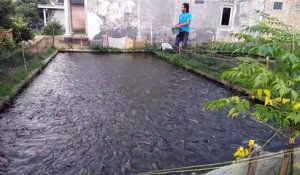 Un élevage de poisson en Thaïlande... Surpeuplé