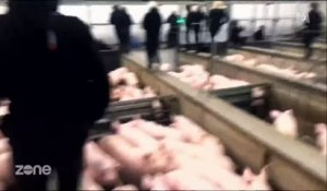 Regardez les images de ces antispécistes qui envahissent un abattoir pour bloquer "le couloir de la mort" - Vidéo