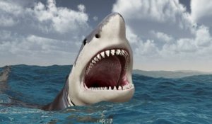 5 choses insolites à savoir sur les requins