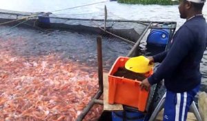 Un élevage de poisson tilapia... Intensif l'élevage!!!!