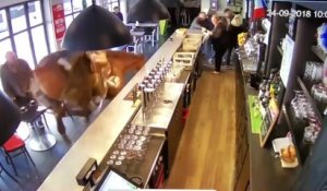 Un cheval s'incruste dans un bar dans l'Oise