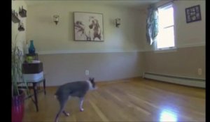 Il déplace le canapé alors que son chien est aveugle, regardez sa réaction
