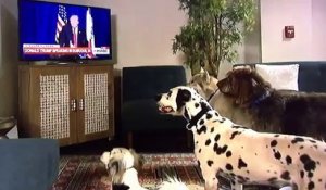 Trump fait s'asseoir des chiens à la télévision