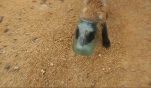 Un petit renard la tête coincée dans un bocal demande de l'aide