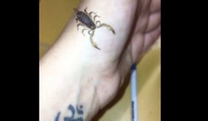 Cette australienne s'amuse avec son petit scorpion... Dangereux