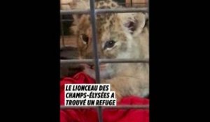 Le lionceau découvert dans une Lamborghini sur les Champs-Élysées a trouvé un refuge