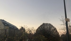 Ballet d’étourneaux dans le ciel de Quimper