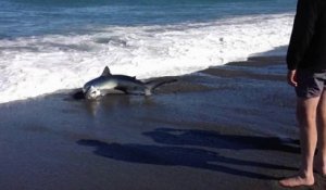 Un requin s'échoue sur la plage en essayant d'attraper un poisson