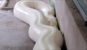 Il nous présente son python blanc géant: magnifique et terrifiant