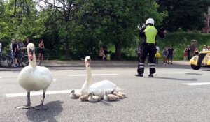 Une famille de cygne tranquillement installée au milieu de la route au Danemark