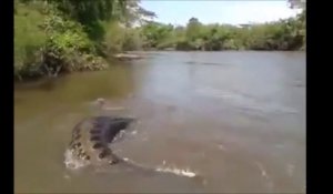 Il découvre un anaconda de 200kg caché dans les herbes en bord de rivière au brésil