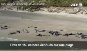 Nouvelle-Zélande: 145 dauphins pilotes meurent sur une plage
