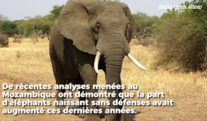 En réaction au braconnage, de plus en plus d'éléphants naisssent sans défenses