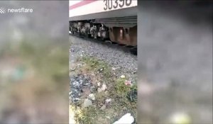 Un train roule au-dessus d'un zébu endormi qui va s'en tirer par miracle