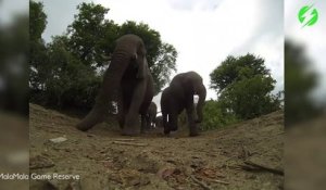 Il réussit à filmer le passage d'un troupeau d'éléphants... Intense