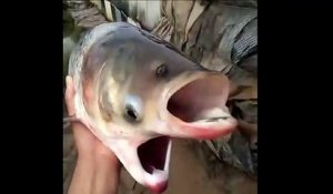 Des pêcheurs attrapent un poisson mutant monstrueux