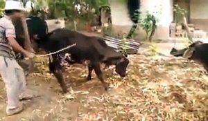 Karma : cette vache casse la jambe de son fermier !