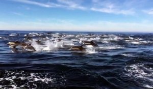 Une énorme groupe de dauphins en slow motion