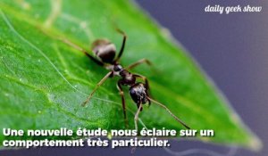 Découvrez la stratégie des fourmis pour éviter la propagation des maladies