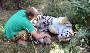 Cette maman tigre se laisse approcher alors qu'elle est avec ses bébés