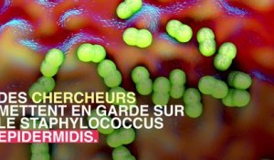 Staphylococcus epidermis : une bactérie de la peau responsable d'infections post-opératoires