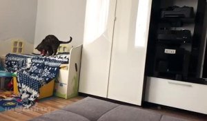 Un chat vole une couverture