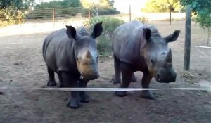 Deux jeunes Rhinocéros chantent ensemble !