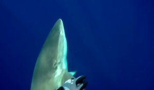 Ce plongeur se fait chasser par un requin au large de Ascension Island