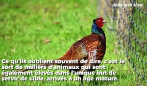 Des millions d’animaux élevés en France pour la chasse récréative