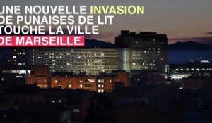 Marseille : nouvelle invasion de punaises de lit
