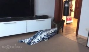 On a trouvé qui volait les couvertures... C'est le chat