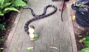 Cobra royal contre serpent Sunbeam... Impressionnant