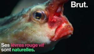 Connaissez-vous le poisson chauve-souris à lèvres rouges ?