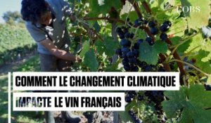 Comment le changement climatique impacte le vin français