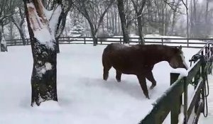 Des chevaux s'amusent dans la neige
