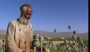 Opium : la récolte du pavot s'annonce excellente cette année en Afghanistan