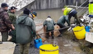 Puttelange-aux-Lacs : avant la vidange, l’étang de Diefenbach est vidé de ses poissons