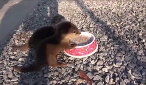 Quoi de plus mignon que ces 2 bébés loutres qui mangent leur petit déjeuner