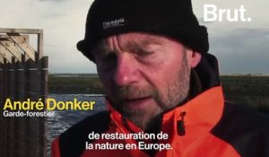 Aux Pays-Bas, un archipel d'îles artificielles construit pour restaurer la biodiversité