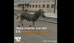 En Allemagne, un zèbre meurt de stress après s'être enfui d'un cirque