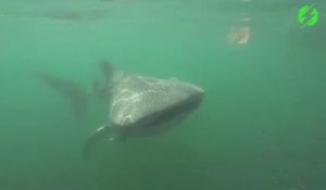 Ce plongeur nage avec un requin baleine magnifique