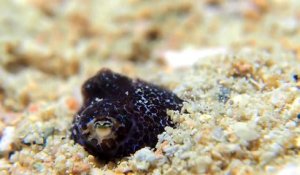 Une mini pieuvre se camoufle