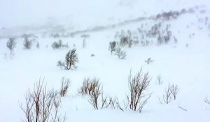Un glouton s'en prend à un renne en Norvège... Impressionnant