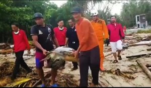 Indonésie : sauvetage des tortues marines après le tsunami
