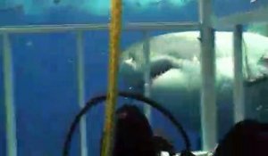 Il filme un grand requin blanc très agressif au large du Mexique