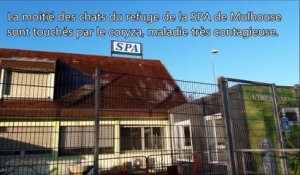 SPA de Mulhouse Haute-Alsace :  la moitié des chats contaminés par le coryza