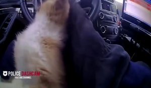 Un chaton sauvé.. par un policier en pleine autoroute !