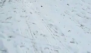 Un chien super intelligent qui fait du ski tout seul