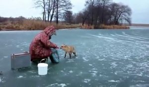 Un petit renard sauvage vient voler les poissons de ces pecheurs russes